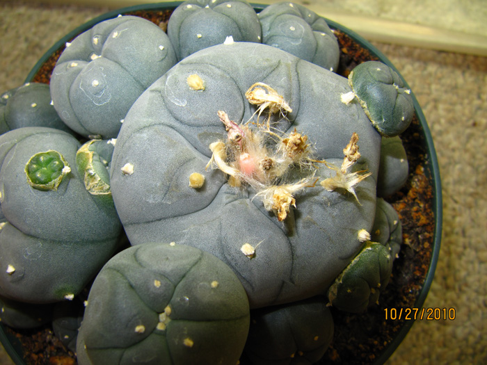 Lophophora Williamsii var. caespitosa seed pod